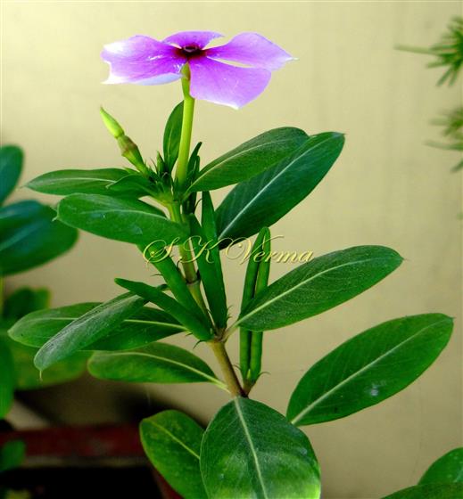  Flowering shoot